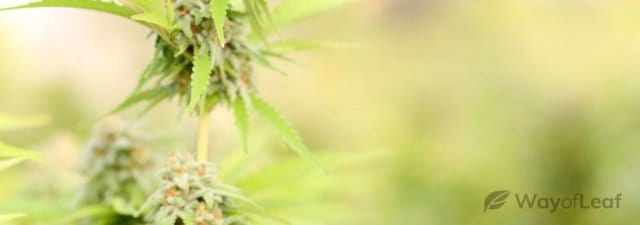 The 15 Best Highest Yielding Strains for Your Cannabis Garden