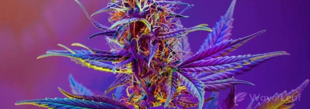 Why Does Cannabis Turn Purple [Myths and Facts]