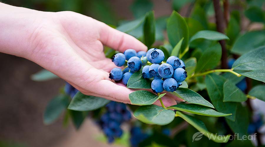blueberry-strain-flowering
