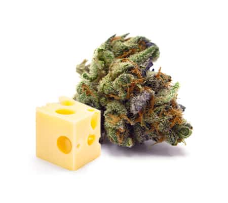 Purple Cheese Cannabis Strain Review