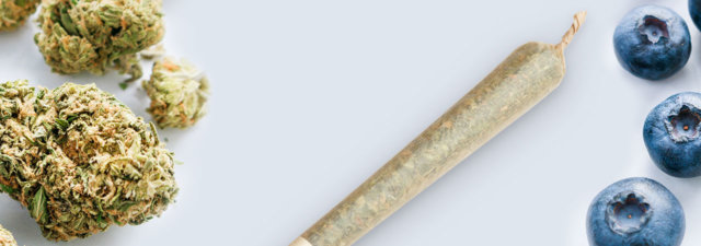 8 Tips for Growing Blueberry Cannabis