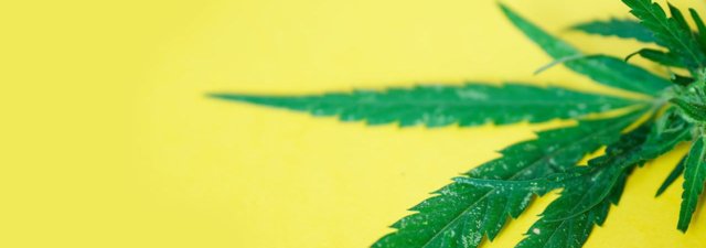 8 Tips for Growing Death Star Marijuana [Grower’s Guide]