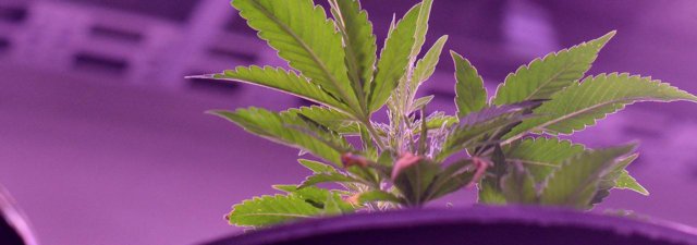 Aeroponics and Growing Cannabis: Things to Know