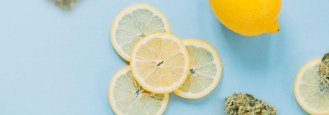 8 Tips for Growing Lemon Kush Marijuana [Grower’s Guide]