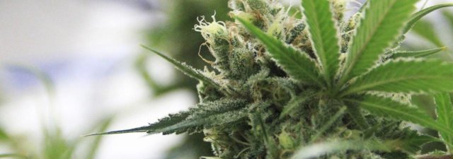 How Nutrient Lockout Occurs in Weed and How to Save Your Crop