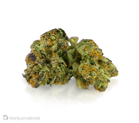 Purple Haze Strain Review + Guide Purple Haze Strain Review + Guide