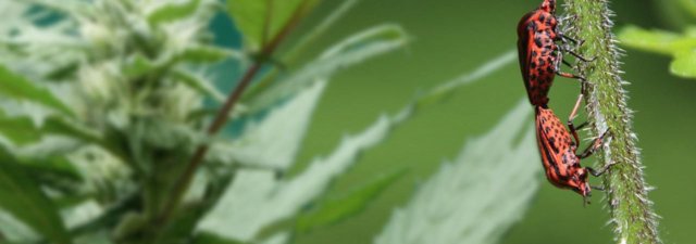 Eliminating Root Aphids, Fungus Gnats, and Spider Mites