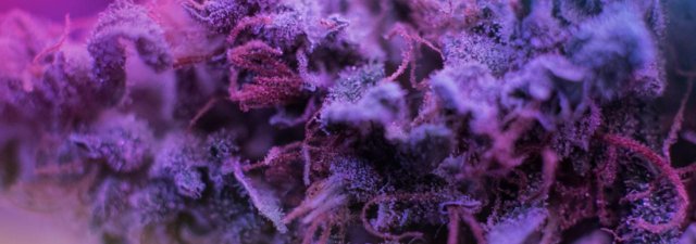 The Many Colors of Weed [Complete Guide]
