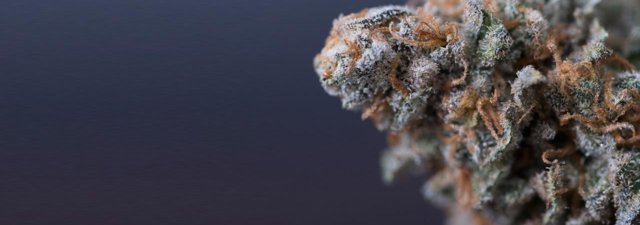 8 Tips for Growing Afghan Kush Marijuana [Grower’s Guide]