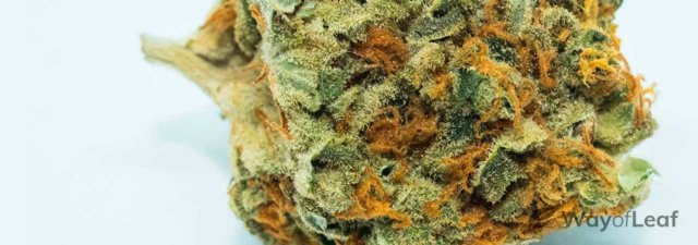 8 Tips for Growing Skywalker Marijuana