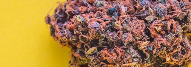 8 Tips for Growing Tahoe OG Kush Marijuana