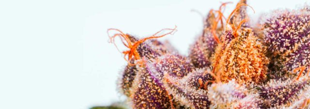What Are the Tiny Red Hairs on Weed? [Explained]