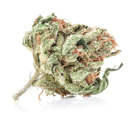 Moby Dick Marijuana Strain [Complete Review]