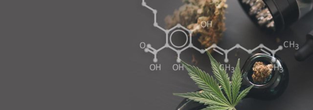 Cannabidiolic Acid (CBDA): The Definitive Guide