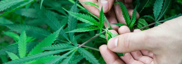 8 Tips for Growing the Cannatonic Marijuana Strain