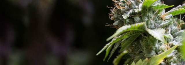 8 Tips for Growing Cherry Pie Marijuana: Grower’s Guide