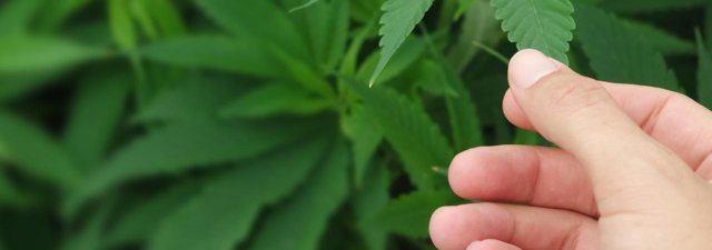 8 Tips for Growing Master Kush Marijuana [Grower’s Guide]