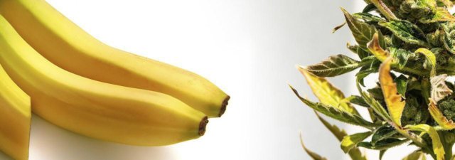 8 Tips for Growing Banana Kush Cannabis: Grower’s Guide