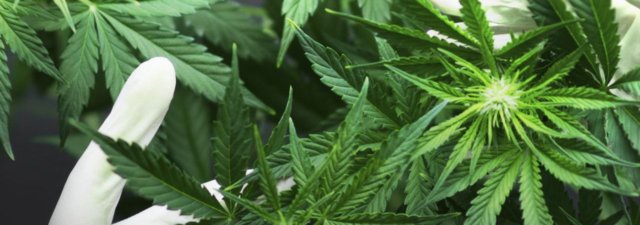 How to Crossbreed Cannabis Plants? [Guide]