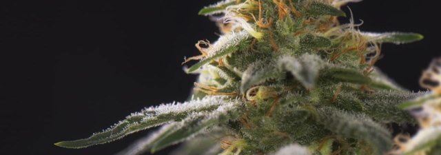 8 Tips for Growing G13 Marijuana [Grower’s Guide]