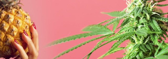 8 Tips for Growing Pineapple Kush: Grower’s Guide