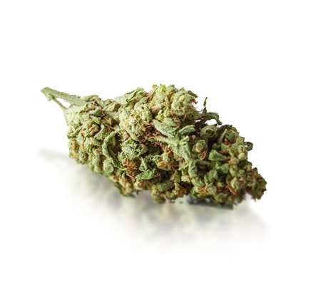 Jet Fuel Cannabis Strain (Full Review) Jet Fuel Cannabis Strain (Full Review)