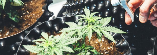 Plant Growth Regulators (PGRs) in Weed: Guide