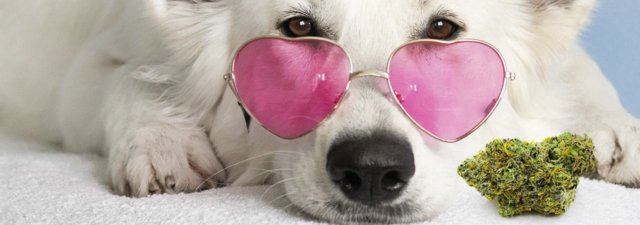 What Can Happen if Your Dog Eats Weed?