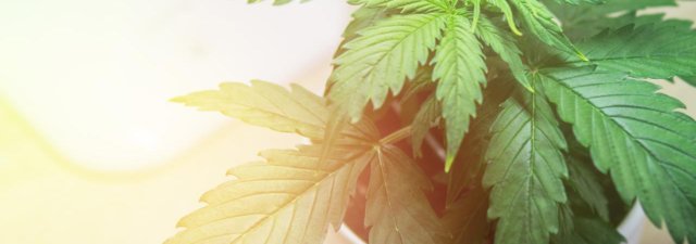 8 Tips for Growing Alien OG Marijuana [Grower’s Guide]