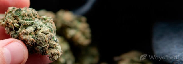 5 Marvelous New Marijuana Strains You Must Try