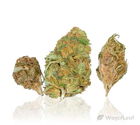 Tangerine Dream Cannabis Strain Review