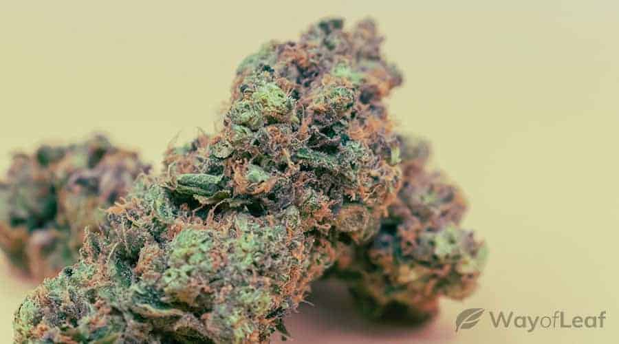 classic-canabis-strains