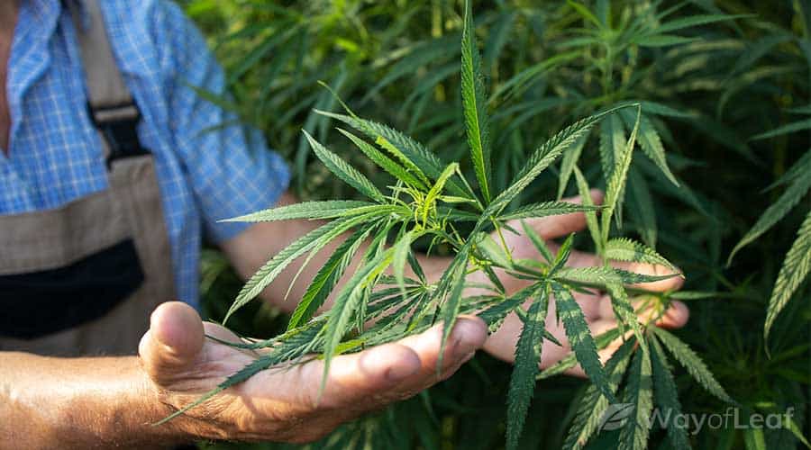 bruce-banner-strain-growing