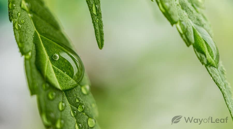 purple-urkle-weed-grow