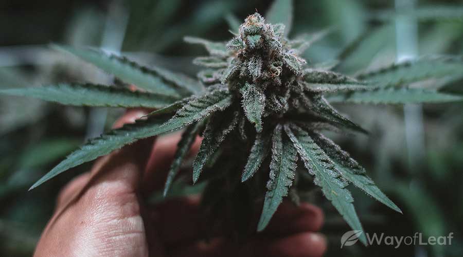 alaskan-thunder-fuck-grow