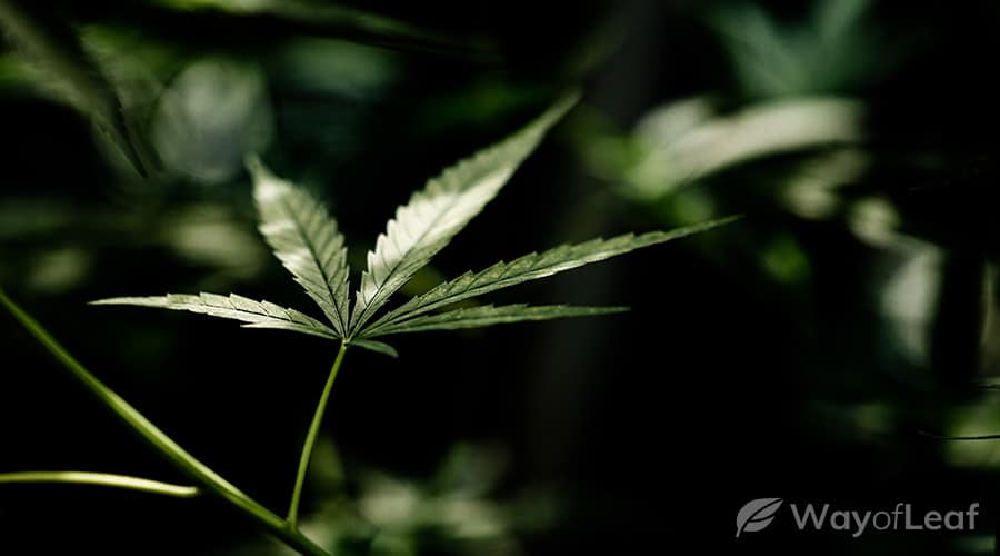 bruce-banner-strain-grow-info