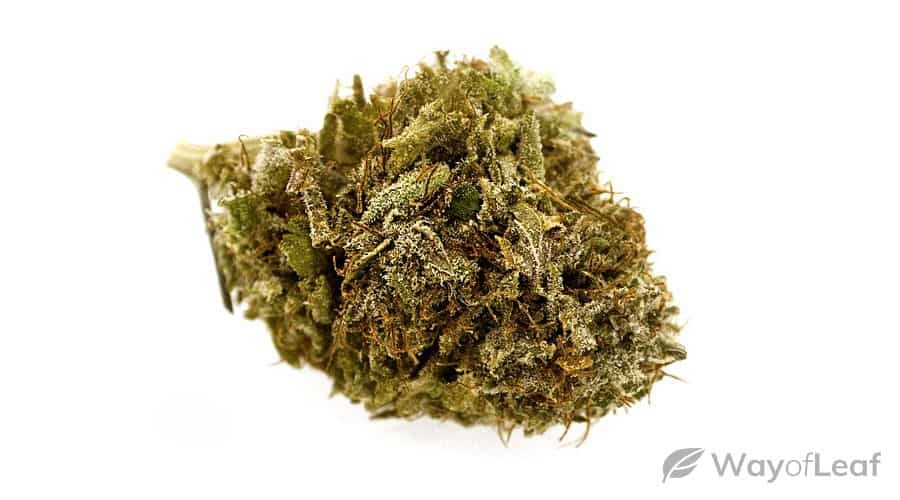 wol-article-pic-tip-3-hindu-kush-growing-techniques