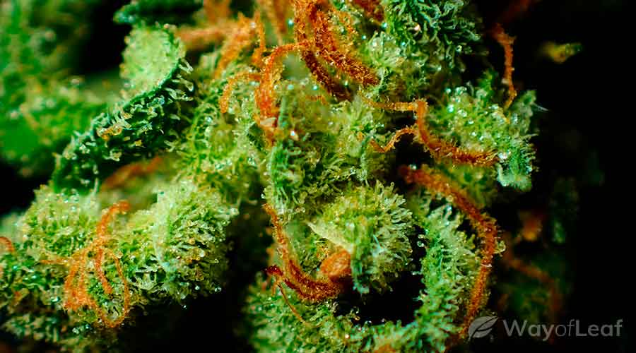 wol-article-pic-tip-6-growing-hindu-kush-outdoors-iindoors