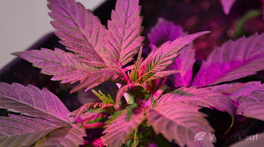 worldwide-weed-grown-in-your-home