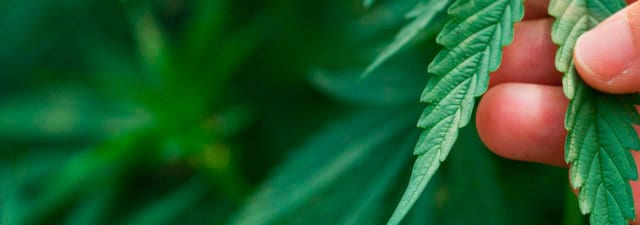 8 Tips for Cultivating Harlequin Marijuana [Growers Guide]