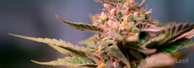 8 Tips for Cultivating Strawberry Cough Marijuana: Growing Guide