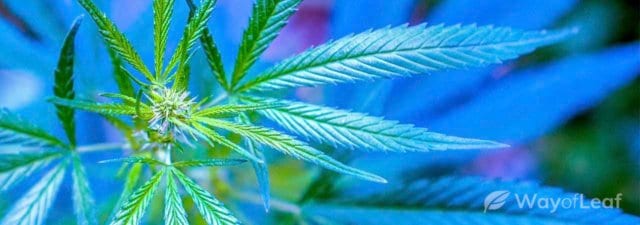 8 Tips for Growing Blue Cheese Marijuana: Cultivation Guide