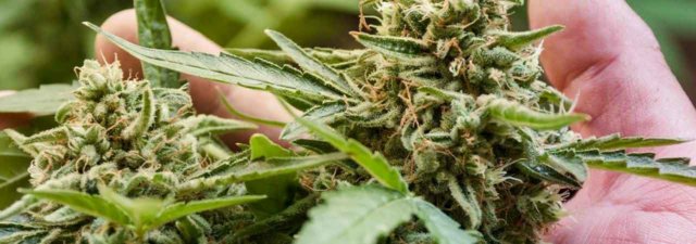 8 Tips for Growing Cheese Marijuana: Grower’s Guide