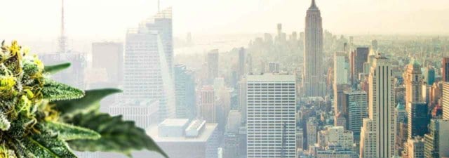 8 Tips for Growing NYC Diesel Marijuana [Grower’s Guide]