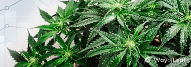 Average THC Strength Over Time: 50 Years of Cannabis Potency