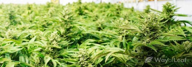 Growing Cannabis Using the Sea of Green (SOG) Method
