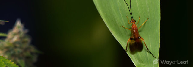 How to Get Rid of Pests on Weed Plants