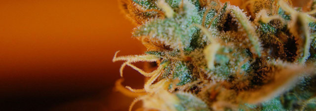 What Are the Highest CBD Strains? [NEW Updates]