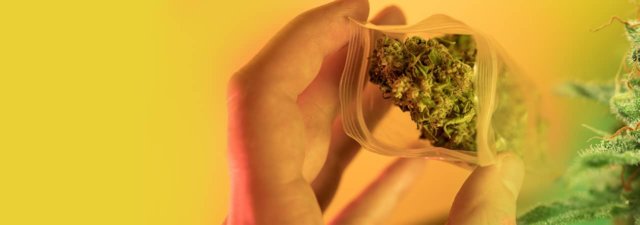 8 Tips for Growing Alaskan Thunder Fuck Marijuana