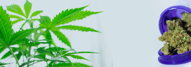 8 Tips for Growing Bruce Banner Marijuana [Grower’s Guide]